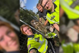Provoz na D1 ohrožuje dravec, volal řidič. Policisté odchytili výra - Novinky