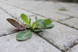 Zbavte se plevele už teď na jaře. Pomůže přírodní postřik