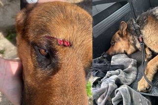 Na vlčáka Grima někdo na Plzeňsku hodil dlažební kostku. Rozbil mu hlavu - Novinky