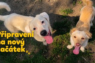Batůžek mají sbalený. Chybí už jen cesta domů | Útulek DogPlanet Mělník