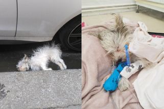 Psík spadl z balkonu, majitelka se ho pak zřekla. O jeho život teď bojují v útulku