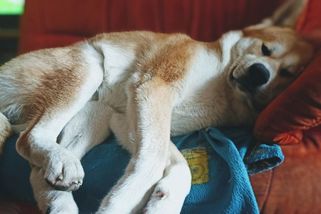 Pan Akita: Vědci se mýlili. Nejrychlejší ve vesmíru není světlo - Médium.cz