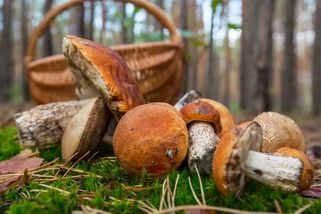 Konec bezstarostného houbaření: Ani Česko se nevyhne limitům na sběr hub, tvrdí ekonom