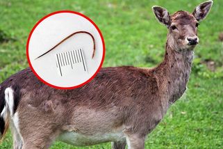 Českým jelenovitým leží v žaludku ruský invazní parazit, upozorňují vědci z ČZU - Novinky