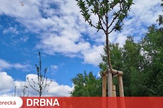 Nová alej v Jablonci vznikla díky financím z re-use centra. Výsadba vyšla na téměř 170 tisíc korun