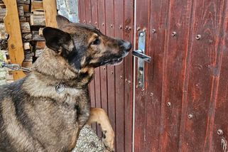 Divočák roztrhl policejnímu psu na Klatovsku břicho a odhodil ho na koleje - Novinky