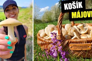 Jarní houba čirůvka májovka. Jak ji poznat, abyste si bezpečně pochutnali | Šumavská houbička v lese