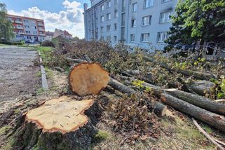 Nejdřív ptáci, teď žáby. Inspekce řeší další kauzu v Havlíčkově Brodě
