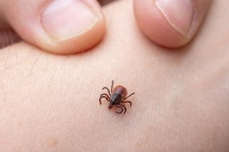 Olej, kroucení, pálení? Při vyndávání klíštěte na tohle zapomeňte. Správný je jen jeden postup