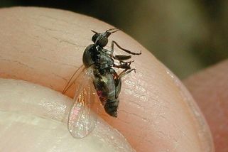 Malá muška, velký problém. Po kousnutí muchniček vznikají bolestivé otoky, někde přenášejí nemoci - Médium.cz