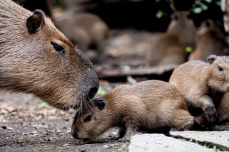 FOTO: Překvapivá dávka roztomilosti. Tolik malých kapybar v zoo nečekali - Novinky