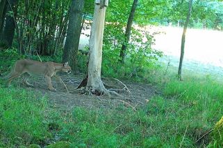 U českých hranic se pohybuje puma. Zachytila ji fotopast | TN.cz