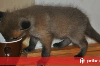Z hospody do záchranné stanice: Neuvěřitelný příběh lišáka Větrníka z Hrachova pokračuje i po dvanácti letech