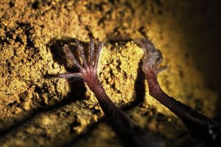 Úžasní netopýři: Yossi Yovel napsal fascinujícího průvodce světem netopýrů - Médium.cz