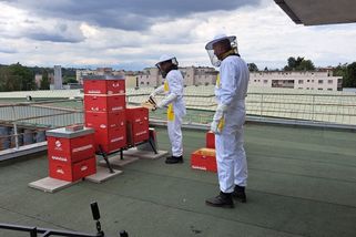 Včely na střeše pražského depa ve Vokovicích vyprodukovaly rekordních 110 kilo medu