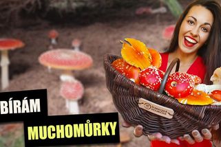 Sběr muchomůrky červené: Proč se vyplatí si z lesa odnést tuto jedůvku | Šumavská houbička v lese