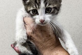 Kočičí Houdini se zamiloval do aut, tajemným zmizením ošálil i plzeňské strážníky - Novinky