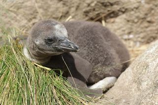 V plzeňské zoo se už rozkoukávají mláďata tučňáků - Novinky