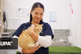 Dog & Cat TV bude od září u Vodafone TV a SledováníTV