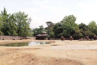Kauza ředitele pražské ZOO ukazuje na jeden plošný celospolečenský problém - Médium.cz