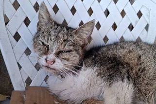 Zuboženou kočičku měli veterináři utratit. Dala jim jasný signál, že chce žít