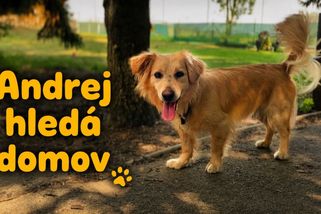 Byl „porouchaný“ a nikdo ho nechtěl. Podívejte se na proměnu psa Andreje | Útulek DogPlanet Mělník