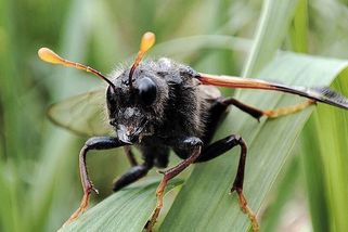 Vypadá jako sršeň z pravěku. Paličatka březová děsí vzhledem, ale člověku neublíží - Médium.cz