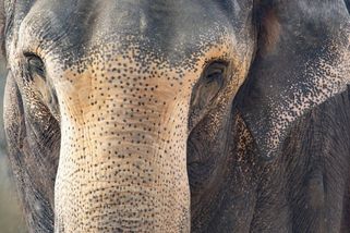 Liberecká zoo se po sedmdesáti letech loučí s posledním slonem. Bala odjede - Novinky