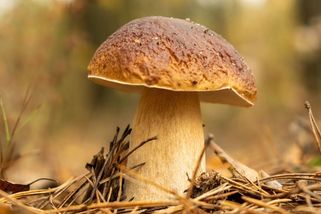 Houby rostou jak po dešti. Pozor na jedovaté hřiby - Médium.cz