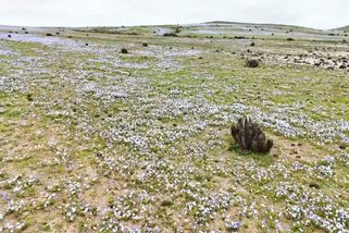 Atacama rozkvétá. Barevný koberec může pokrýt území velké jako pětina Česka - Novinky