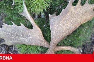 Parohy na zemi nejsou suvenýr. Nechejte je v přírodě, prosí brněnští lesníci