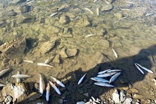 Expert Sumec promluvil: Konečně je jasno, co otrávilo ryby v Bečvě! - Ekolist.cz