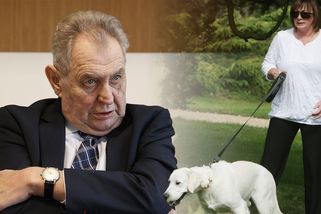 Miloš Zeman a jeho rodina truchlí! Zemřel jejich miláček Darcy. Manželka několik dní proplakala, svěřil se státník - Super.cz