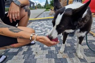 Ostravská podnikatelka nabízí zmrzlinu pro psy. Za 99 korun můžou ochutnat hovězí i vegetariánskou - Novinky