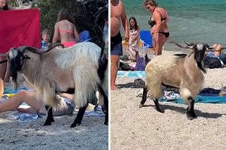 Turisty na řecké pláži překvapil rohatý bandita - Novinky