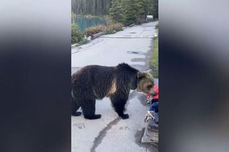Překvapené turisty u kanadského jezera přivítal grizzly - Novinky