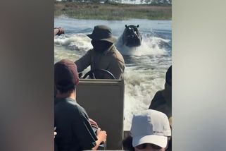 Člun s turisty v Botswaně pronásledoval hroch. Vyděšená svědkyně natáčela - Novinky