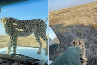 Gepardí rodinka si ze safari auta s turisty udělala hřiště - Novinky