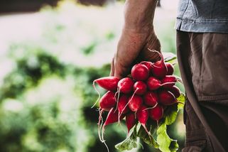 Pěstování ředkviček: Poradíme, jak je pěstovat pravidelně - Novinky