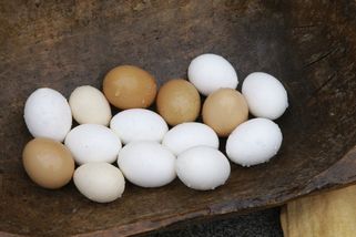 Tucet vajec stojí 70 korun. A cena nejspíš dál poroste - Novinky
