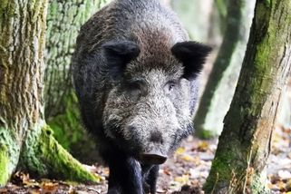 Obliba zvěřiny roste. Jak se dostane kančí maso z lesa až na váš stůl? | Jídlo s.r.o.