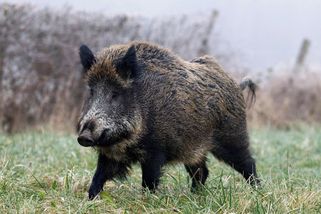 Divoké prase proběhlo u Plzně skleněnými dveřmi, jeden zraněný - Novinky