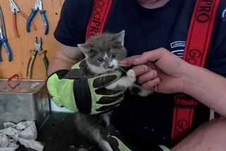 Zvědavé kotě na Semilsku uvízlo ve větracím otvoru dveří. Zachránili ho hasiči - Novinky