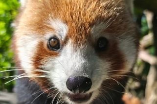 Z brněnské zoo utekla panda - Novinky