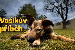 Vašík. Štěně, které nemělo skoro žádnou šanci. Svůj boj nakonec vyhrálo | Útulek DogPlanet Mělník