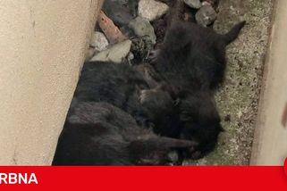 Žena z Prostějova utopila pět zdravých koťat. Horší než zvíře, středověk, nechápou obyvatelé města