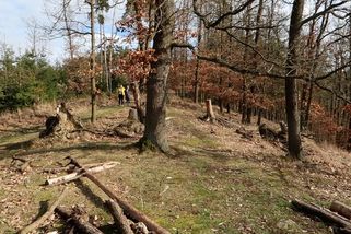 „Archeologický megaprůšvih.“ Bagr poničil na Rokycansku pravěké hradiště - Novinky