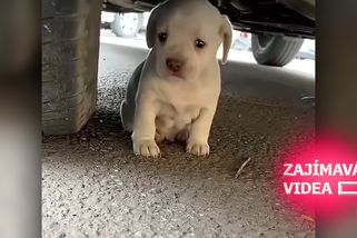 Rozklepané štěně našli zapomenuté pod autem. Rychlá proměna vás zahřeje u srdce | Zajímavá videa