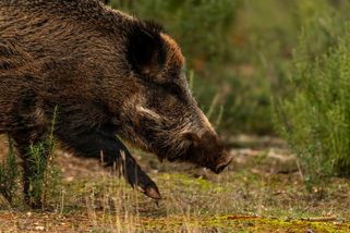 Monstra z ozářené zóny: Fukušimu ovládli noví hybridi, které tam příroda dřív neznala