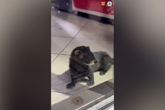 Kdo řádil na benzince v České Třebové? Kuna, fretka, nebo norek? - Novinky